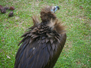 cinereous vulture (Aegypius monachus) is a large raptor also known as the black vulture, monk vulture and Eurasian black vulture roaming in Park