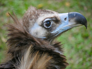 cinereous vulture (Aegypius monachus) is a large raptor also known as the black vulture, monk vulture and Eurasian black vulture roaming in Park
