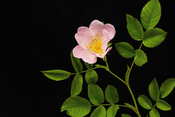 Pink flower and rosehip leaves on a dark backdrop © Viktor Boiko