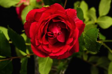 Floral background with twig with red rose flower