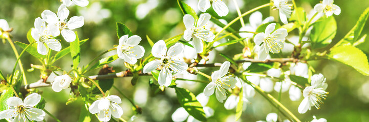 Blooming branches of a cherry tree closeup. A spring tree blooms with white petals in a garden or park. Banner	