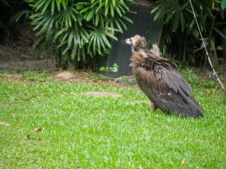 cinereous vulture (Aegypius monachus) is a large raptor also known as the black vulture, monk vulture and Eurasian black vulture roaming in Park