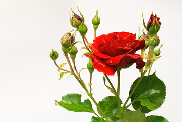 sprig with red rose flower and buds