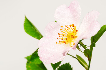 Pink rosehip flower close up on white © Viktor Boiko