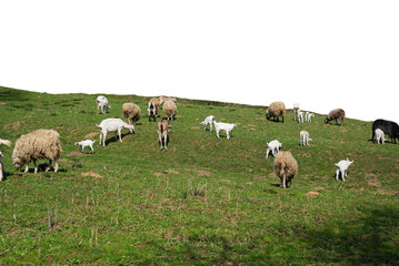 Fototapeta premium Flock of goats and sheep graze in the pasture isolated