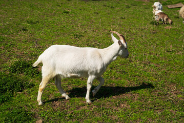 Obraz premium white dairy breed goat in a field with grass