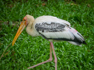 American white ibis bird (Eudocimus albus) is a species of bird in the ibis family roaming in Park