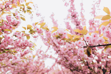 Beautiful cherry blossom sakura in spring time on nature background. Botanical garden concept. Tender bloom. Aroma and fragrance. Spring season. Tenderness. Branch of sakura. Perfumery concept.