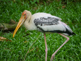 American white ibis bird (Eudocimus albus) is a species of bird in the ibis family roaming in Park