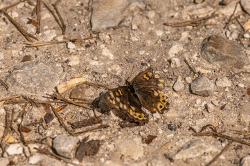 Pararge aegeria - Speckled wood - Tircis