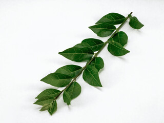 Twig with green leaf isolated on white background.