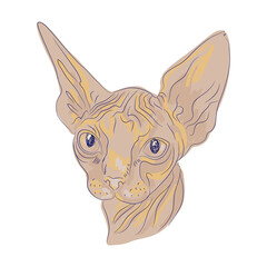Vector illustration of Sphynx cat head. Isolated Muzzle of cat sphynx.