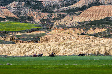BARDENAS REALES - SPAIN - APRIL 2022 - JOHANN MUSZYNSKI