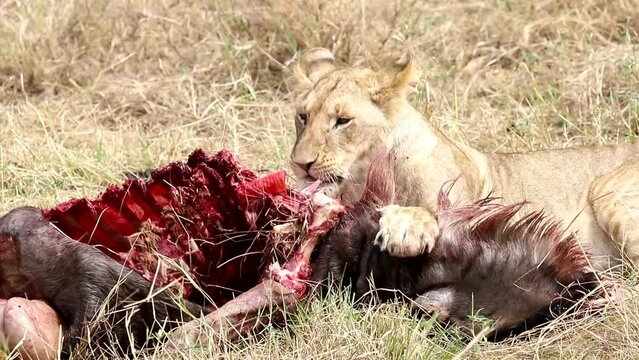 Close-up: lioness are eating wildebeest (antilopa gnu). All other family members are already not hungry. Masai-Mara