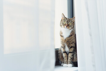 Kitten sitting on a windowsill and looking out for curtains