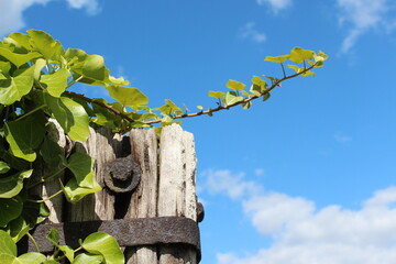 Fototapeta premium Ivy, Efeuranke an altem Holzpfosten im Weinberg, Hessen