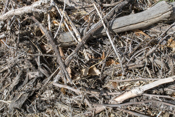 Wood Stick Close Up Texture for Graphic Design from Wyoming