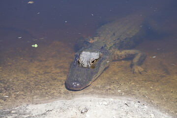 Swamp Alligator