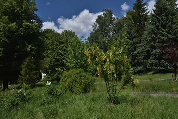 Fototapeta na wymiar Bobovnik anagyroleaf. Green trees and blue sky with clouds in the park