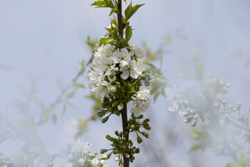 tree blossom