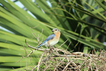 Female Eastern Blue Bird on a branch