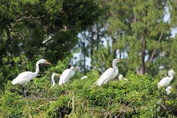 Great Herons and Snowy egrets roosting