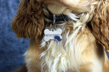a bone shaped dog identity tag showing a dog has been microchipped.