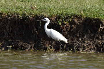 Ardea alba on the lake in summer.