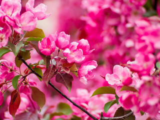 Flowering trees, nature and spring background. Pink flowers. Floral landscape, blurred