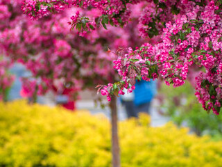 Flowering trees, nature and spring background. Pink flowers. Floral landscape, blurred