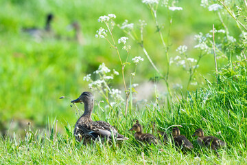 Mother duck with ducklings