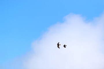 Eagle and crow in the air