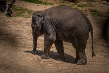 Fototapeta premium Baby elephant in spring sunny hot windy day on sand floor