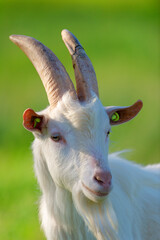 Head of white goat