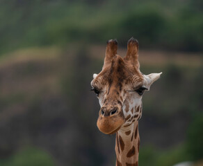 Giraffe with nice color head and dark background