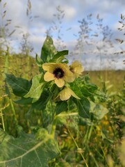 flowers in the field
