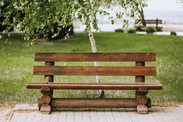 Photo of an empty wooden brown bench in the park against the background of green grass and birch.