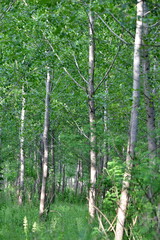 Obraz premium Foret at daylight in summer.