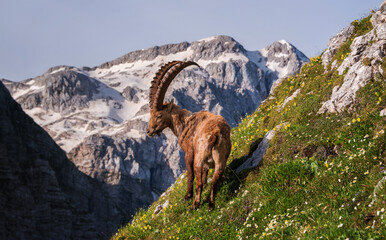 Alpine Ibex in the Julian Alps