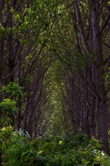 Thick forest with lot of vegetation.