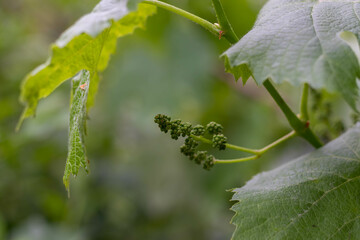 Young grape bush, vine sprouts. Small grapes, grape blossom.
