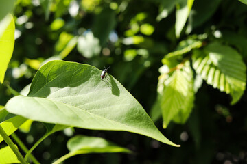 Insect on leaves with dew drops