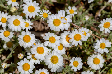 Fototapeta premium The daisies grow in a meadow close-up