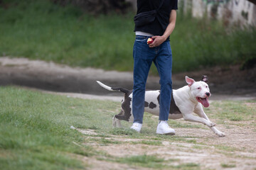 White and Black Pit bull Dog Playing and Running with his Owner Outside
