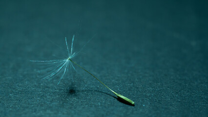 Detailed dandelion seed on black background