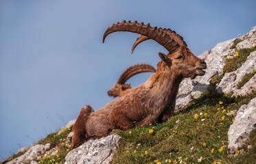 Alpine Ibex in the Julian Alps