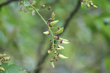 Pocket plum galls (Taphrina padi) on bird cherry (Prunus padus) plant