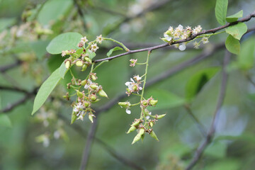 Pocket plum galls (Taphrina padi) on bird cherry (Prunus padus) plant