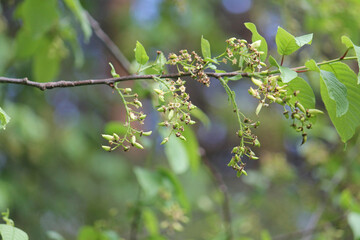 Pocket plum galls (Taphrina padi) on bird cherry (Prunus padus) plant