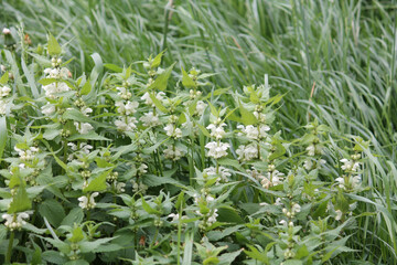 Flowering white dead-nettle (Lamium album) plant with white flowers and green foliage in garden - 507688193
